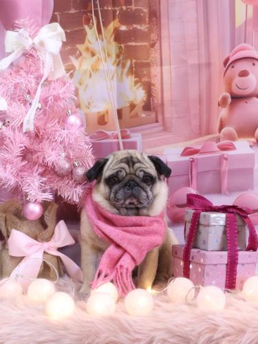 20241224くりこちゃん